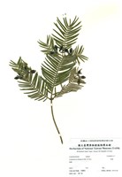 藏品(粗榧)的圖片